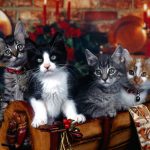 Katzen in Holzkorb an Weihnachten