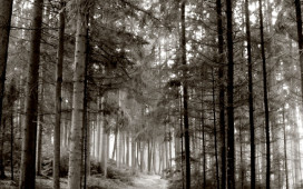 sj_01_rj_4