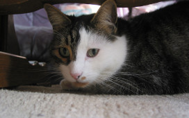 Tigger
